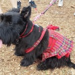 Bay Area Renaissance Festival 2015