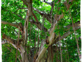 Photo of Banyan Trees in Downtown St. Petersburg Florida with inspirational tree quote.